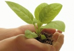 Gardens, Gardening, Horticulture, Landscaping